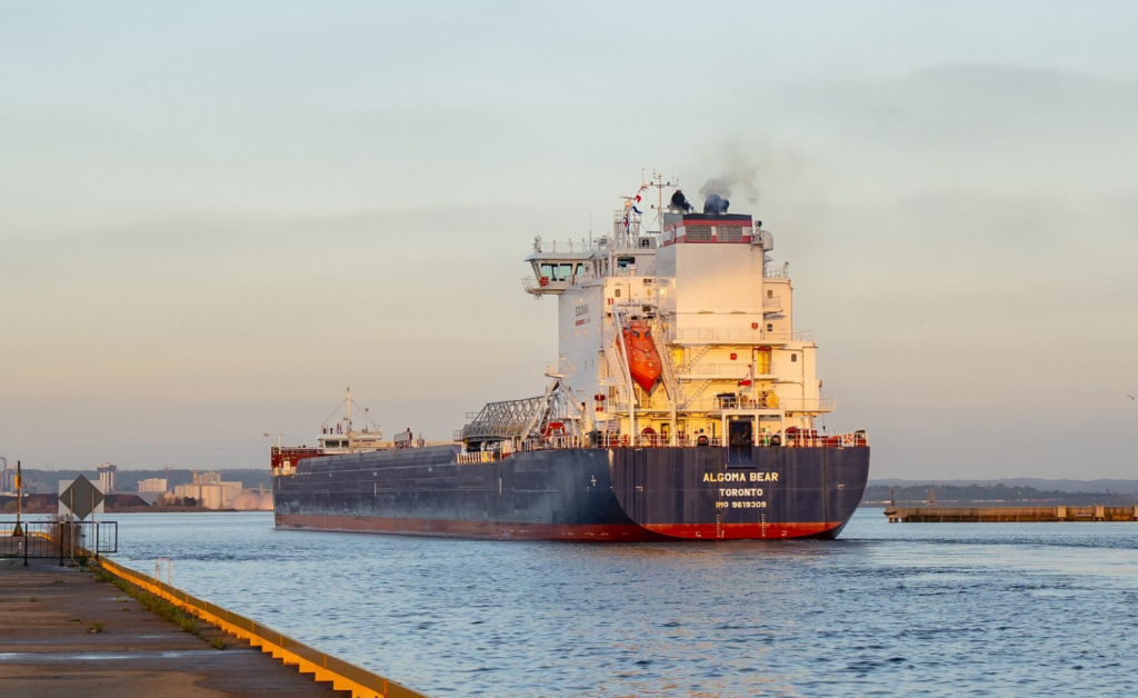 Algoma Bear